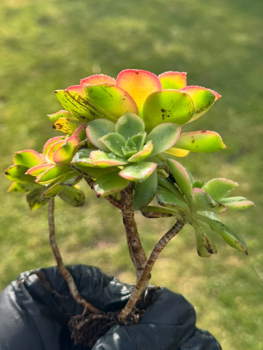 Aeonium "Kiwi"  Succulent Plant - Picture 15 of 17
